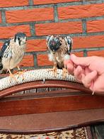 Am torenvalk tarsel 2025., Mannelijk, Roofvogel, Tam
