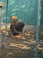 Wyandotte hen, Dieren en Toebehoren