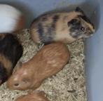 Cavia, Dieren en Toebehoren, Cavia, Juli, Meerdere dieren, Tam