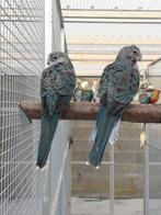 Blauwe Stanley rosella's 2025, Dieren en Toebehoren, Parkiet, Geringd
