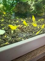 Citroen garnalen, Dieren en Toebehoren