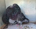 Gaditan, Meerdere dieren