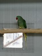 Poupée reproductrice éprouvée Alexander Parakeet, Femelle, Perruche, Bagué