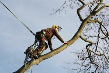 BOMEN snoeien verwijderen kappen rooien zagen  boomverzorger beschikbaar voor biedingen