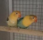 Inséparables, Dieren en Toebehoren, Vogels | Parkieten en Papegaaien