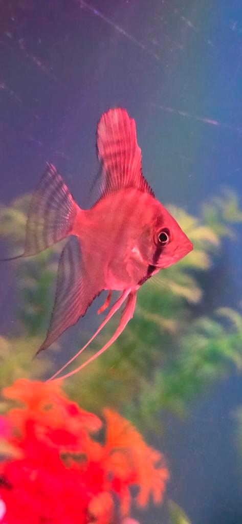 Maanvissen, Dieren en Toebehoren, Vissen | Aquariumvissen