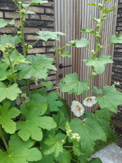 Stokrozen zaad WIT, Tuin en Terras, Bloembollen en Zaden, Zaad, Gehele jaar, Halfschaduw, Ophalen of Verzenden