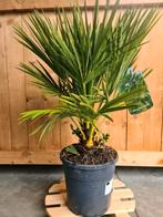 Palmboom Chamaerops Humilis - Europese dwergpalm, Enlèvement, Mi-ombre, Plante fixe