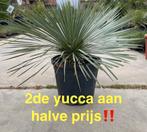 Yucca rostrata aan stuntprijzen!, Tuin en Terras, Ophalen
