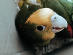 Handtamme dubbele geelkop  Amazone., Dieren en Toebehoren, Vogels | Parkieten en Papegaaien