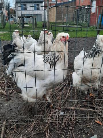 Brahma kippen 10.maand oud