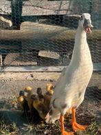 indische loopeenden te koop
