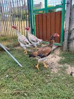 3 shamo hennen jap, Dieren en Toebehoren