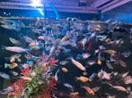 Guppy, guppy’s, guppen en molly na kweek, Dieren en Toebehoren, Vissen | Aquariumvissen