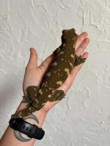 Pine Island leachianus man beschikbaar voor biedingen