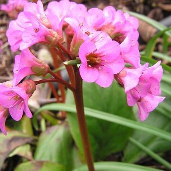 Bergenia cordifolia ‘Rotblum’, Tuin en Terras, Planten | Tuinplanten, Vaste plant, Bodembedekkers, Ophalen