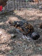 Padua kuifhoen hennen, Dieren en Toebehoren, Pluimvee