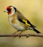 distelvink, Dieren en Toebehoren, Mannelijk, Wildzangvogel, Geringd