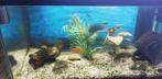 Complete aquarium 60L met 20tal vissen+voer en VELE extra's, Comme neuf, Enlèvement ou Envoi