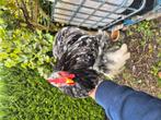 Heel mooie koppel cochien kriellen te koop!!, Dieren en Toebehoren, Pluimvee, Meerdere dieren, Kip