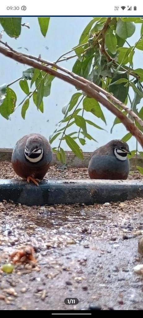 Chinese dwergkwartels 2025, Dieren en Toebehoren, Vogels | Overige Vogels, Tropenvogel, Mannelijk, Geringd