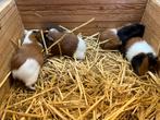 8 jonge cavia’s, gladhaar en borstelkop, Dieren en Toebehoren, Knaagdieren, Juli, Meerdere dieren, Cavia