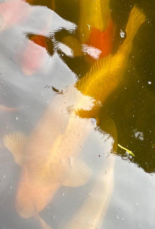 Hikari Muji +50cm, Dieren en Toebehoren, Vissen | Vijvervissen, Karper of Koi