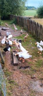 Loopeenden woerden, Dieren en Toebehoren, Pluimvee