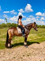 Zeer mooie, lieve, brave Lusitano ruin, Dieren en Toebehoren, Paarden, Ruin