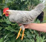 Leghorn Isabelpatrijs, Dieren en Toebehoren