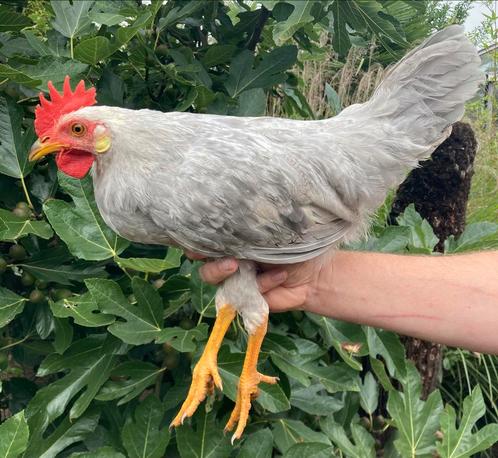 Leghorn Isabelpatrijs, Dieren en Toebehoren, Pluimvee