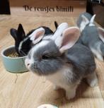 Duitse reuzen te reserveren, Dieren en Toebehoren, Konijnen, Meerdere dieren, Groot, 0 tot 2 jaar