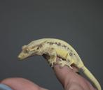 0.1 RTB High End Tri Lilly White wimpergekko vrouw, Dieren en Toebehoren, Reptielen en Amfibieën, Hagedis, Tam, 0 tot 2 jaar