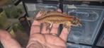 Gekko's