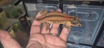 Gekko's beschikbaar voor biedingen