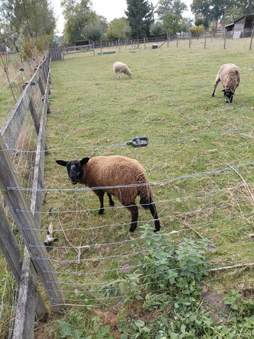 begrazing met schapen beschikbaar voor biedingen