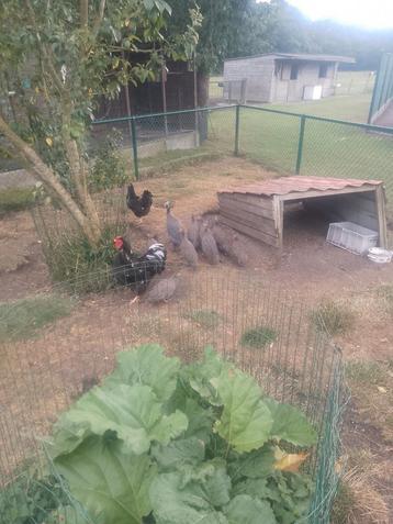 Wyandotte groothoenders, Plusieurs animaux, Poule ou poulet