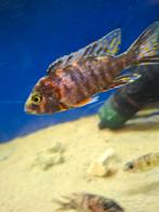 Cichlides malawi aulonocara multi colors