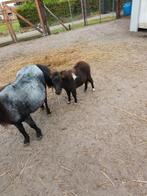 Pony, Dieren en Toebehoren, Hengst, 0 tot 2 jaar