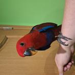 Vrouwelijke Eclectus getemd vanaf 2025, Dieren en Toebehoren, Vrouwelijk, Papegaai, Geringd