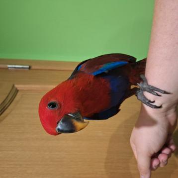 Vrouwelijke Eclectus getemd vanaf 2025 beschikbaar voor biedingen