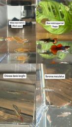 Yellow neon tetra, danio longfin, boraras & guppys te koop, Dieren en Toebehoren, Vis, Zoetwatervis, Schoolvis