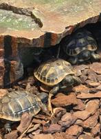 Nakweek griekse landschildpadden gechipt, Animaux & Accessoires, Reptiles & Amphibiens, Amphibien