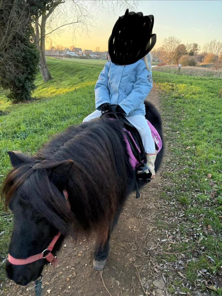 Grote shetland merrie bomproof, Animaux & Accessoires, Poneys, Jument, Débourré, Poney A (jusqu'à 1.17 m), Poney de récréation