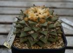 Ariocarpus retusus, Enlèvement ou Envoi