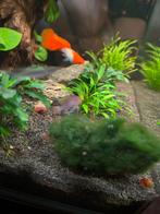 Guppy's, Animaux & Accessoires, Poissons | Poissons d'aquarium