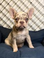 Franse bulldog, Dieren en Toebehoren, België, Fokker | Hobbymatig, CDV (hondenziekte), 8 tot 15 weken