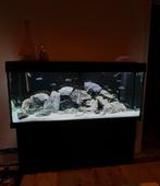 Juwel 240L + meubel (zwart), Enlèvement, Utilisé