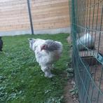 1brahma 1 barnavelder 1 wyandotte x leg, Dieren en Toebehoren, Pluimvee