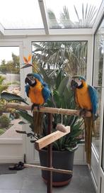 Blauwgele ara (baby) door handtamme ouders groot gebracht